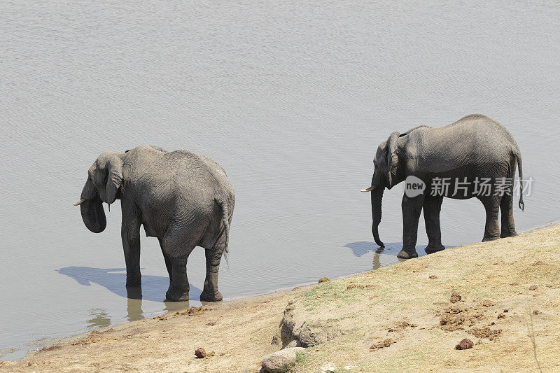 两只非洲象Loxodonta africana在喝津巴布韦